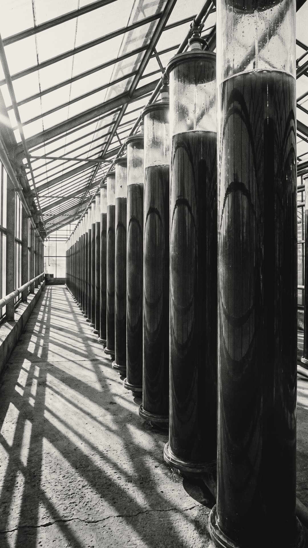 Tall glass culture columns of dark algae standing in a row down a sunlit greenhouse.