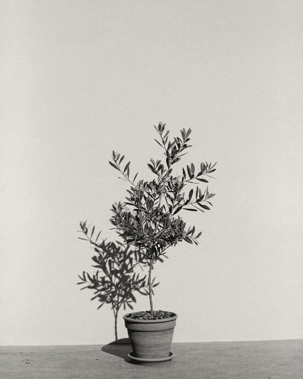 A young olive tree in a terracotta pot against a bare wall.